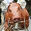 100 pound suckling pig